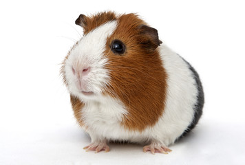 Guinea pig - Powered by Adobe