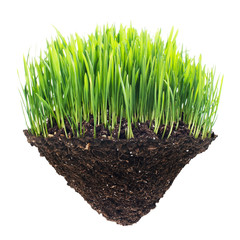 grass and turf