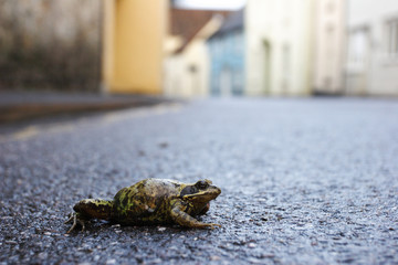 Urban Frog - A lost frog on the towns streets