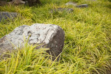 Obraz na płótnie Canvas Rocks on the lawn.