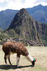 Lama vor Machu Picchu © Light Impression