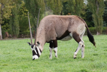 Gemsbok - Oryx gazella