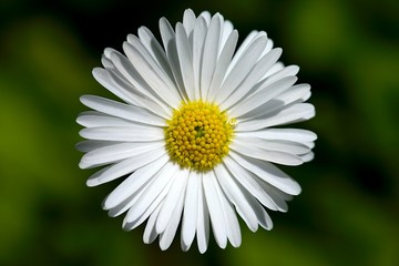 Fototapeta premium Flower