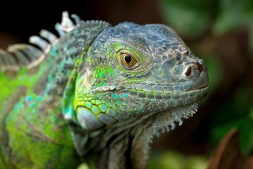 Iguana