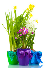 beautiful spring flowers in pots isolated on white