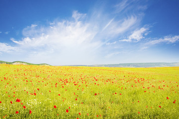 Green meadow on the sunset.