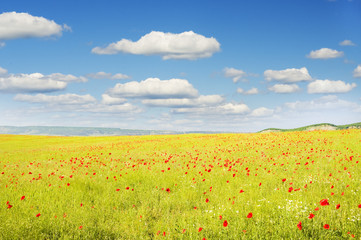 Green meadow on the sunset.