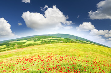 Green meadow on the sunset.