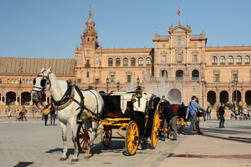 white horse carriage in Seville
