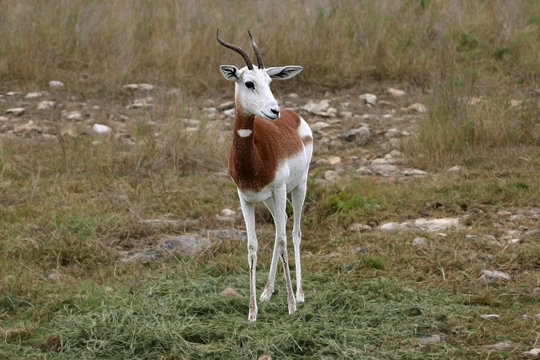 Dama Gazelle