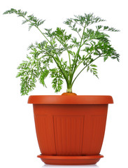 Carrot in plastic pot