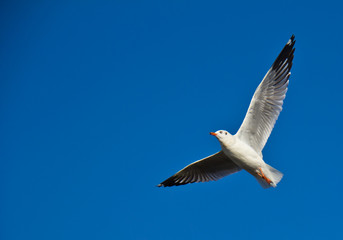 Seagull flying