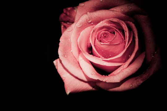 Rose on black background - Closeup