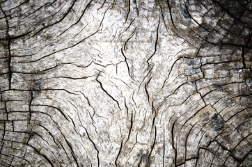 Close up of the black and white tree stump texture pattern. Detail of the wood with grain look old and vintage. Abstract for nature background