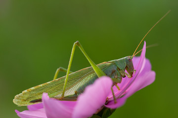 Grasshopper on cosmos flower