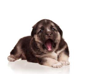 Fototapeta premium Cute puppy
