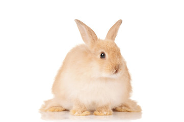 Cute rabbit