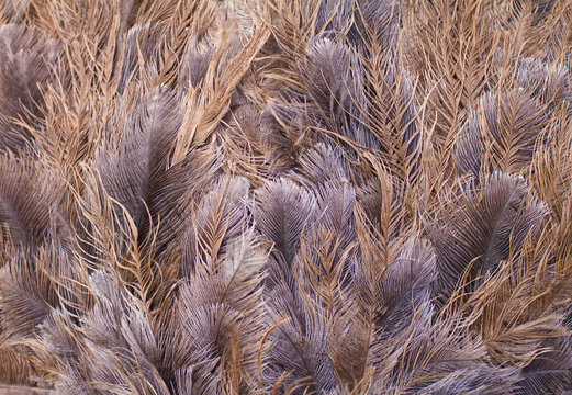 ostrich feathers background