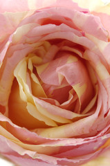 beautiful pink rose center