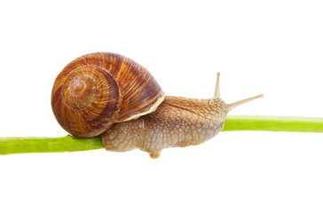 snail creeping on stem