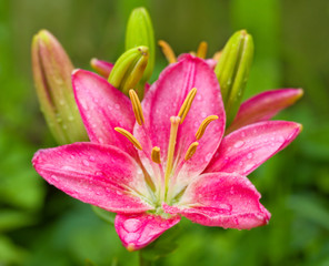 Fototapeta na wymiar pink lily
