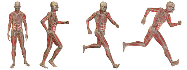 High resolution conceptual man anatomy