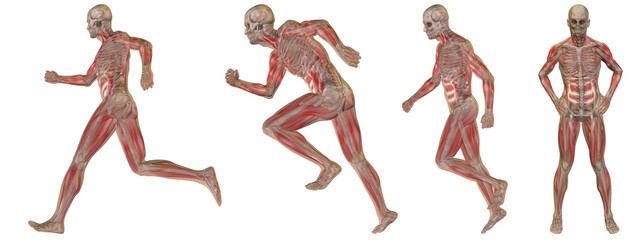 High resolution conceptual man anatomy