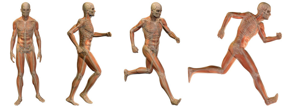 High resolution conceptual man anatomy