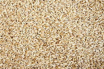 Oats seed