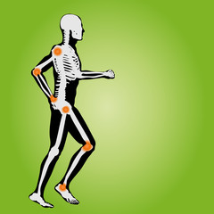 High resolution conceptual human anatomy