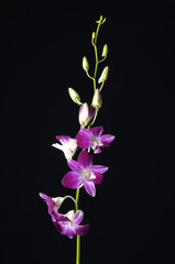 Naklejka na ściany i meble Piękna różowa orchidea na czarnym tle