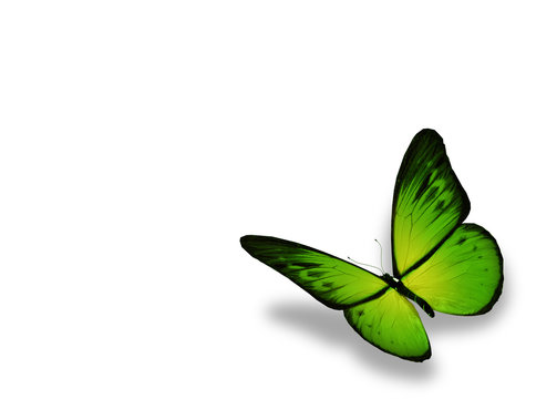 Green Butterfly Images – Browse 593,726 Stock Photos, Vectors, and Video |  Adobe Stock