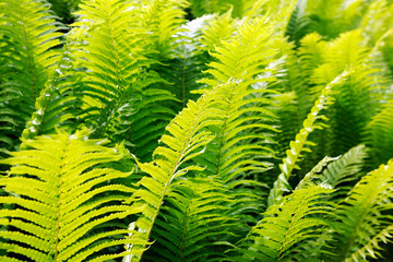 fern