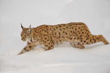 Luchs im Schnee