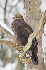 Schreiadler im Winter