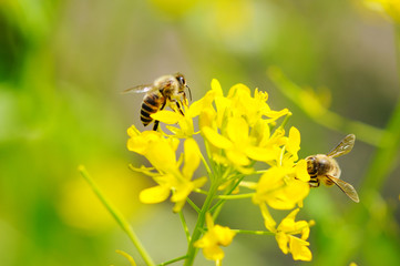 蜜蜂と菜の花