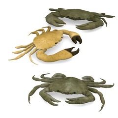 3d render of crustacean animals-crabs