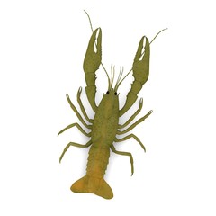 3d render of crustacean animals-crayfish
