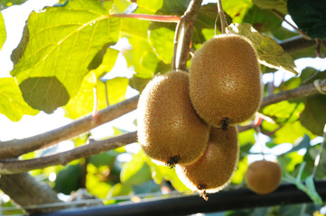 キウイフルーツ