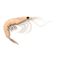 3d render of crustacean animal