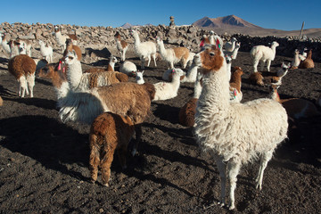 Lamas © jarous