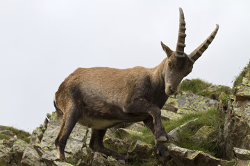 Foreground of an ibex