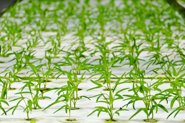 Obraz premium soiless cultue or hydroponic