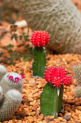 cactuses on gravel