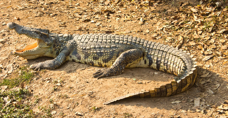 Crocodile from the side view