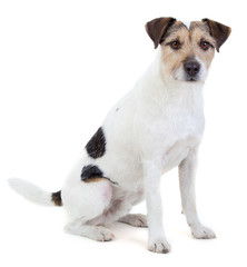 Obraz premium Sitzender Parson Russell Terrier
