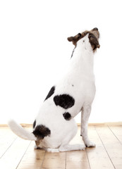 Parson Russell Terrier von hinten