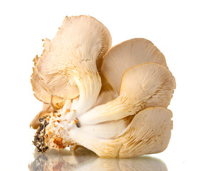 oyster mushrooms isolated on white