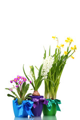 beautiful spring flowers in pots isolated on white