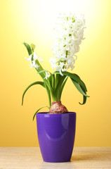 beautiful white hyacinth in purple flowerpot